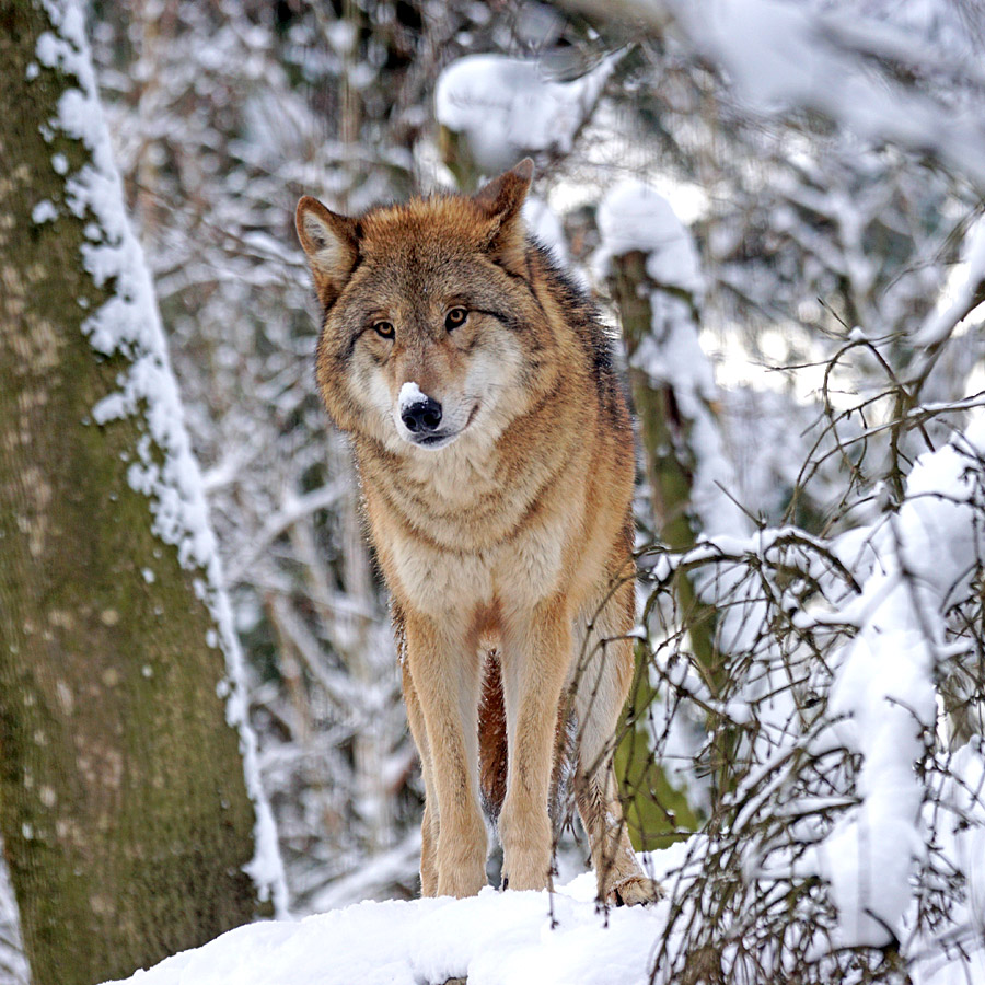 Mongolian wolf in a snowy scene